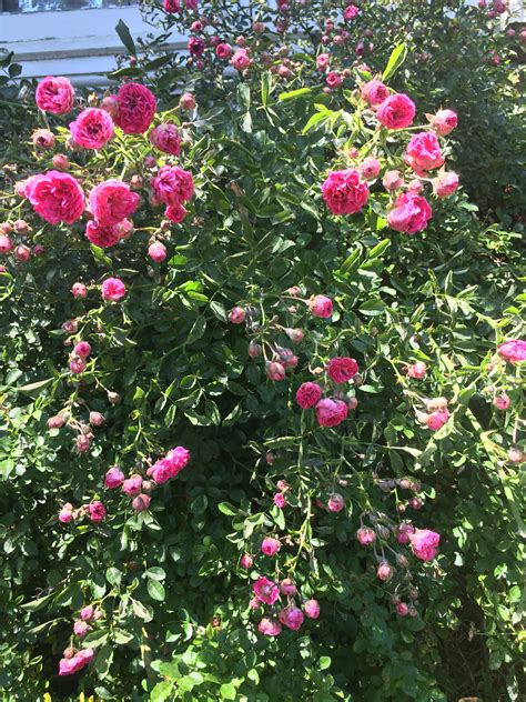 heirloom climbing roses|old fashioned climbing roses.